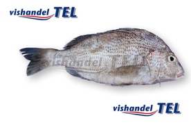 Green Snapper / Barret Grunt.jpg Green Snapper / Barret Grunt.jpg